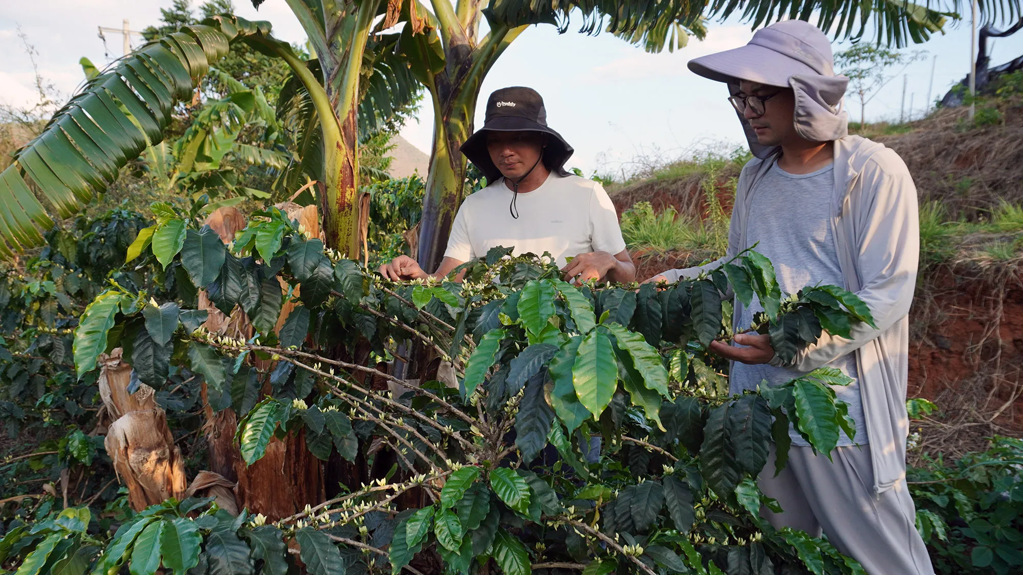 Yunnan coffee plantation at different altitudes