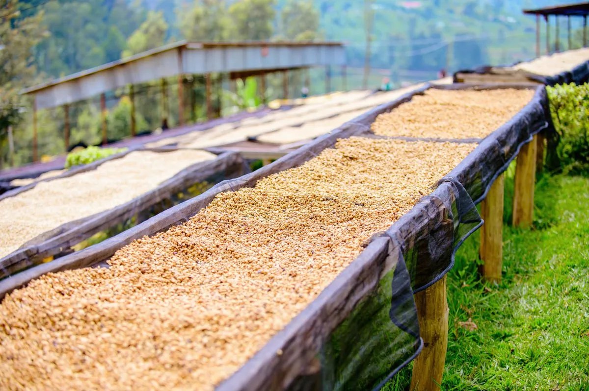 Yunnan coffee drying on raised beds