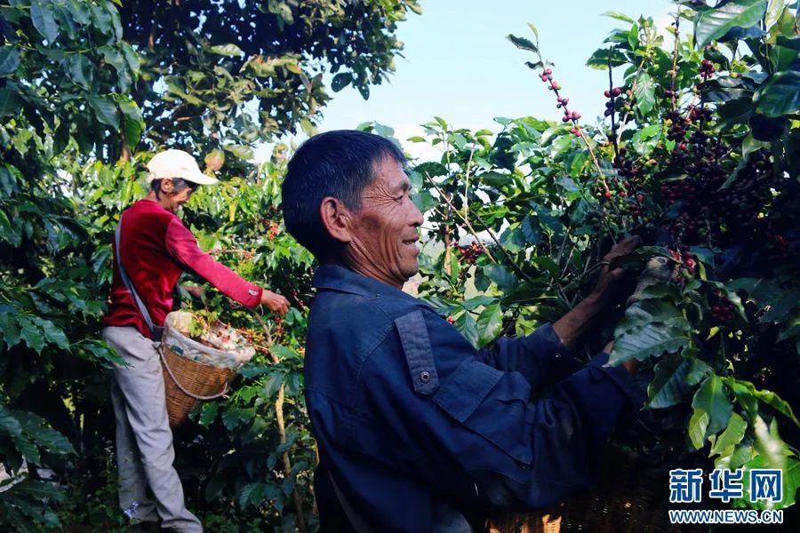 An older coffee farmer harvesting cherries in Yunnan