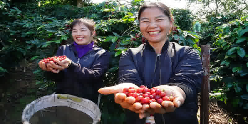 Yunnan coffee farm and farmer with coffee cherries