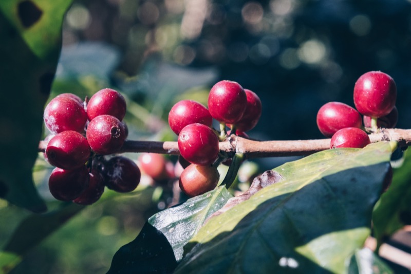 Coffee cherries from Pu'er region