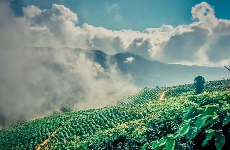 Coffee plantation in Baoshan, Yunnan